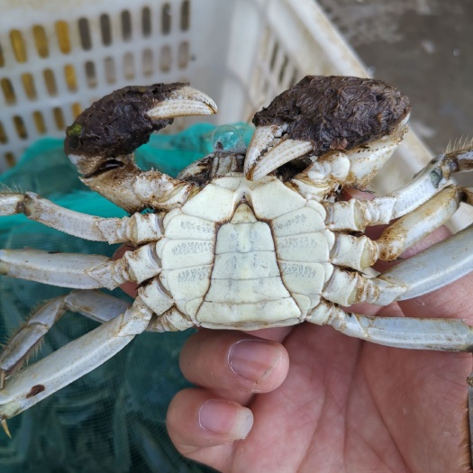 潜江市湖北大闸蟹底板干净蟹黄饱满规格齐全