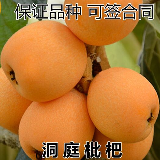 平邑县 洞庭枇杷树苗正宗嫁接苗枇杷苗当年结果南方北方种植果实大果树苗