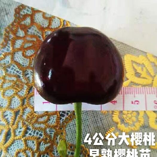 绛县维卡樱桃苗 超大维卡樱桃种苗最早熟樱桃品种，四月中旬成熟果个4cm