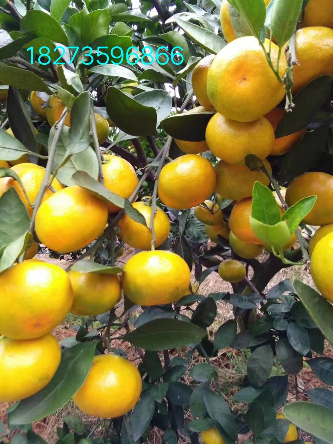 柑桔  东江湖蜜橘专业代办