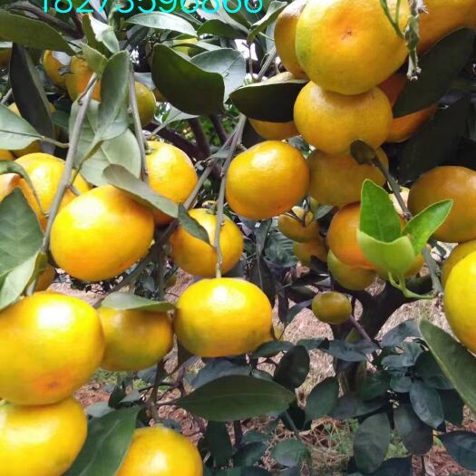 资兴市柑桔  东江湖蜜橘专业代办