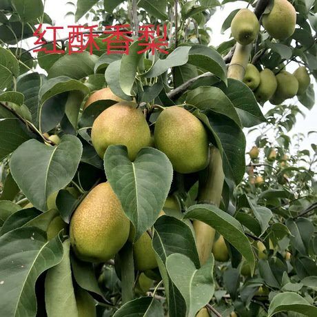 平邑县红香酥梨苗 苗圃直供，1-3年现挖现在卖，保证品种和成活，可签合同。