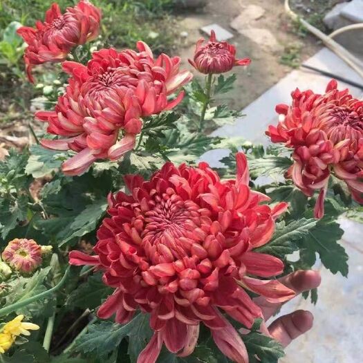 沭阳县秋菊苗 菊花盆栽苗带花苞 当年开花室内外庭院阳台花卉绿植物好养四季开