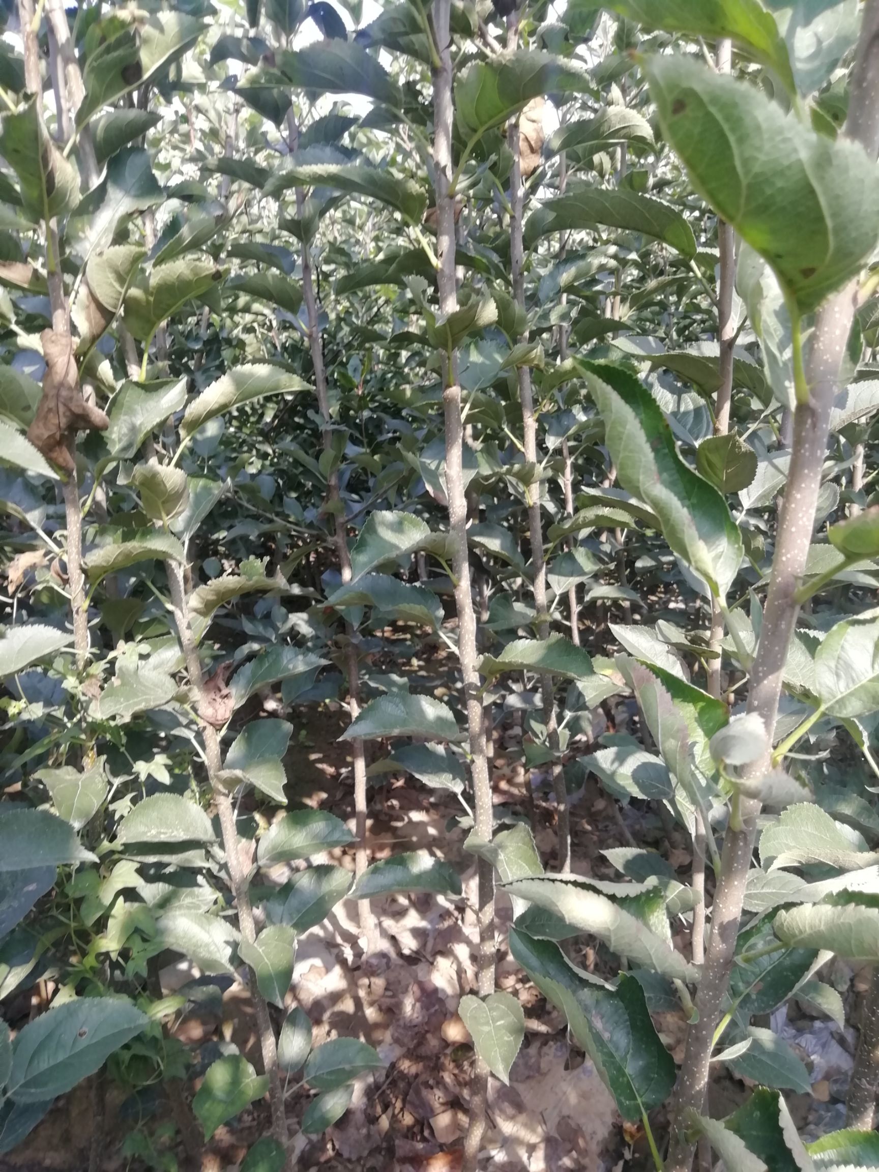 鲁丽苹果树苗，新品种，成熟早，脆甜爽口