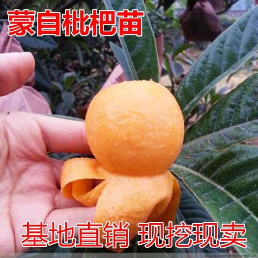平邑县 蒙自枇杷树苗正宗嫁接苗无核枇杷苗当年结果南方北方种植果树苗
