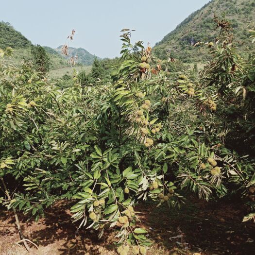 广南县云南板栗 一级 中粒