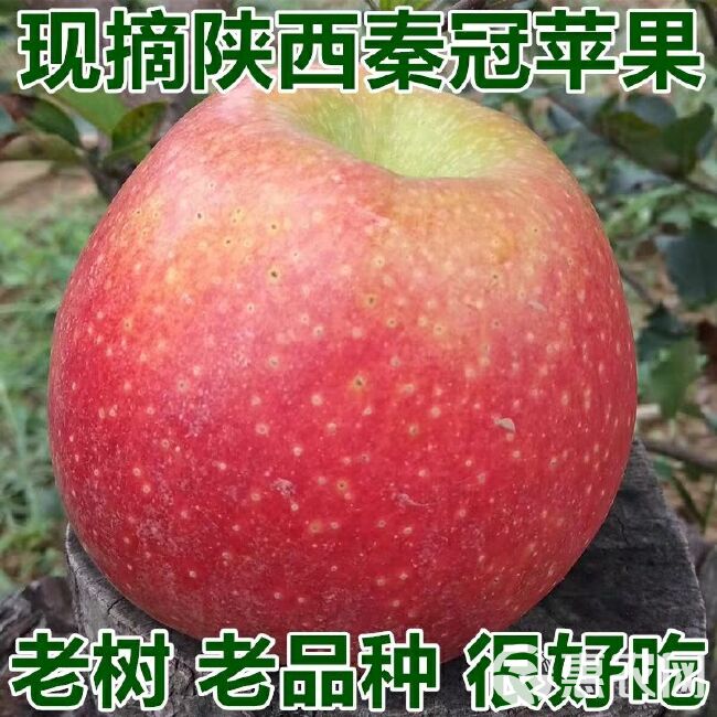  秦冠苹果 “苹”水相逢