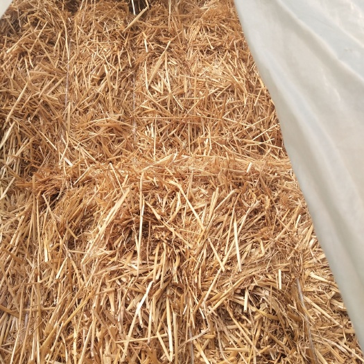 高密市 大量供应小麦秸秆现货4000吨，价格便宜，