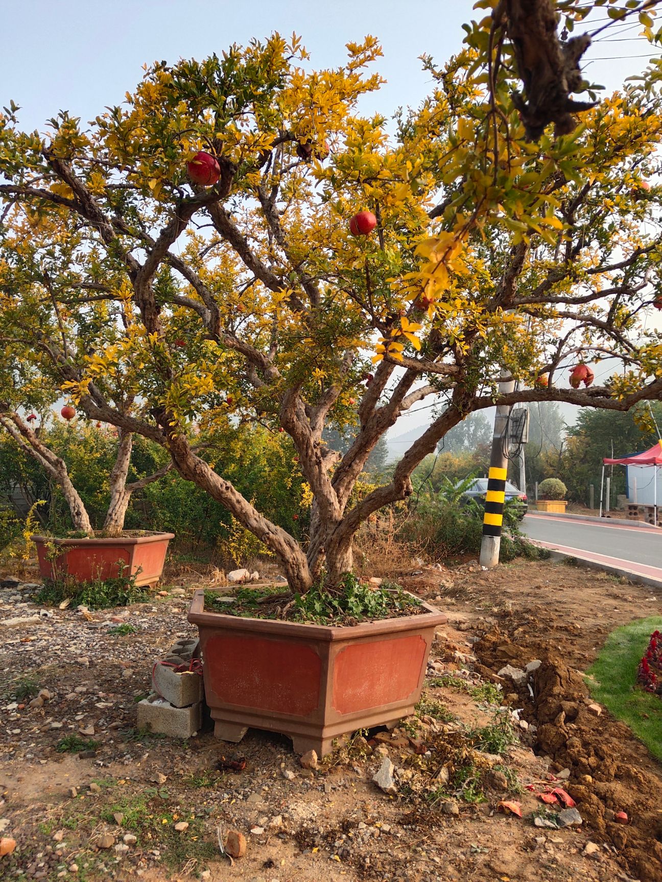 果石榴 丛生大冠石榴古树