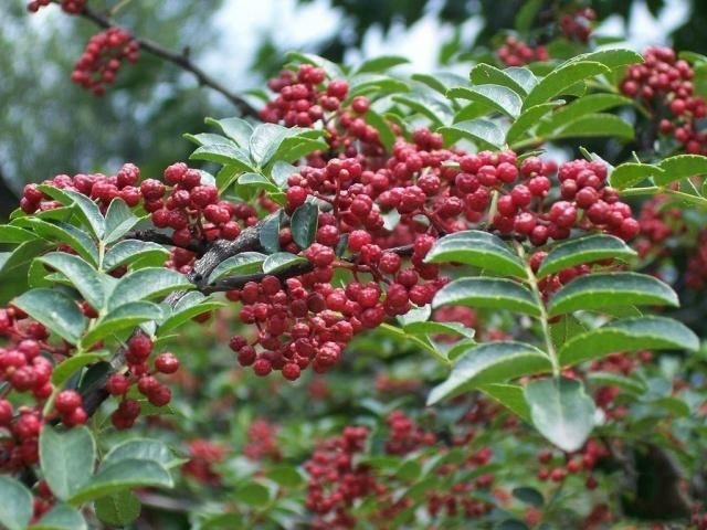 灵石县 花椒 大红炮