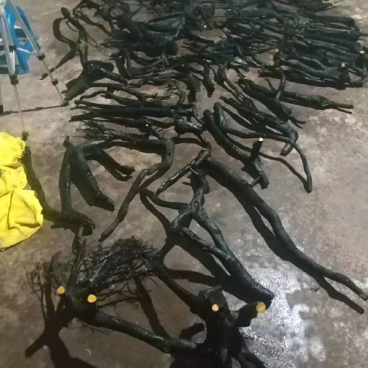  罐木金品金弹子桩母桩