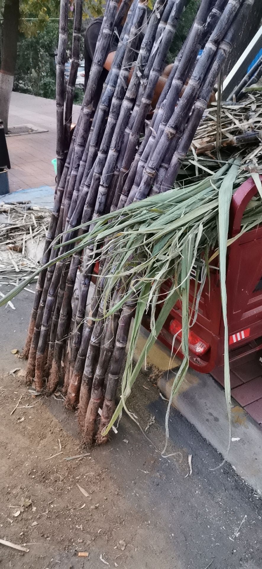  南蔗北种新鲜甘蔗