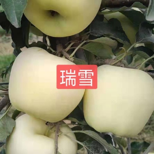 武功县魔笛苹果苗 成熟期8月到10月份的品种
