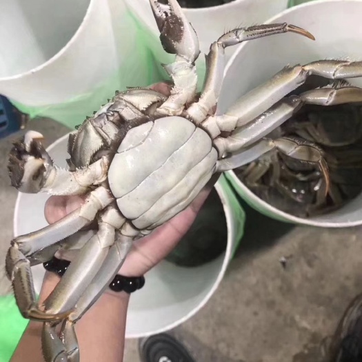  生态清水大闸蟹