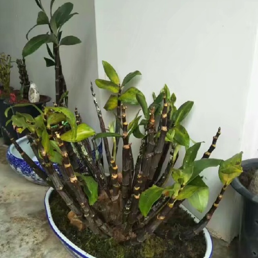 广南县中药材球花石斛   球花石斛