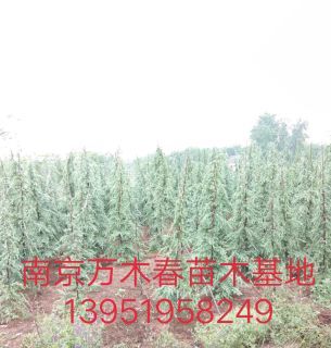 南京普通雪松 