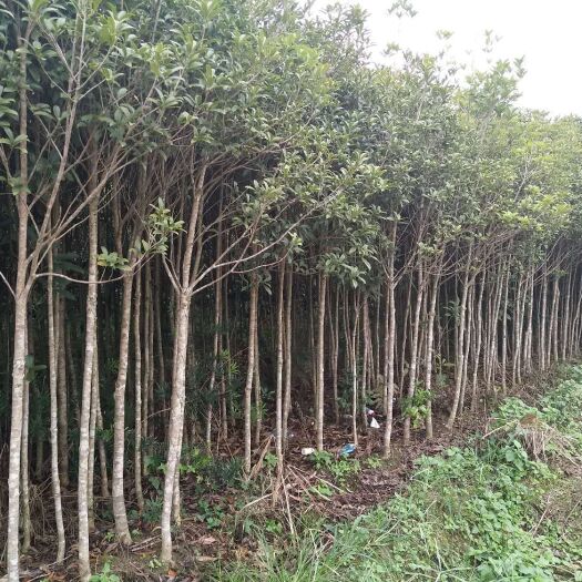 桂花树苗  桂花