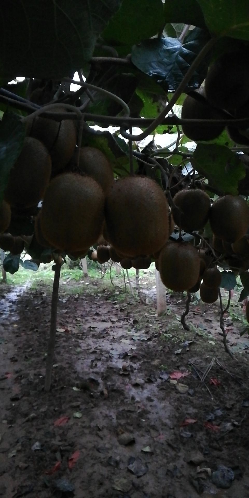 海沃德猕猴桃  【产地直供】陕西眉县100克起支持一件代发