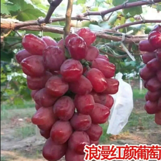 平邑县 浪漫红颜葡萄苗  嫁接苗    包品种  包成活