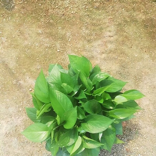 肇庆 大量出货绿萝