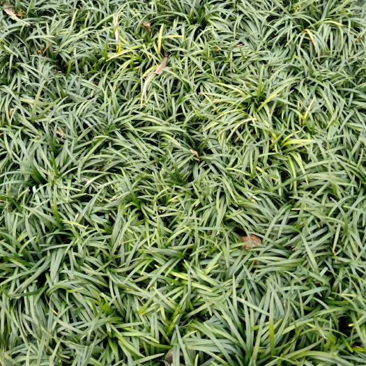 沭阳县麦冬草 日本矮麦冬玉龙草高档别墅小区，公园造景专用地被植物，沿浆花卉
