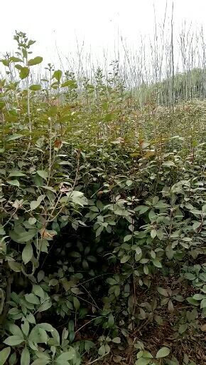 邓州市 红叶石楠各种规格价格便宜数量大