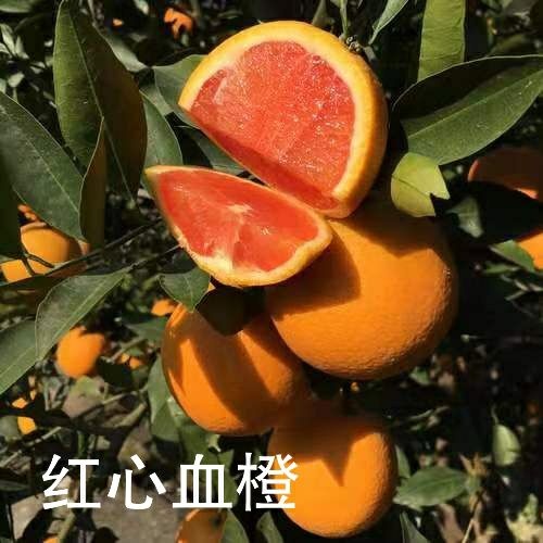 平邑县红心橙苗 苗圃直供，1-3苗嫁接苗都有，保证品种和成活。免费技术指导。