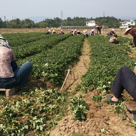 兴安县法兰地草莓苗   苗壮根细好脱毒优质草莓苗，抗病能力强。