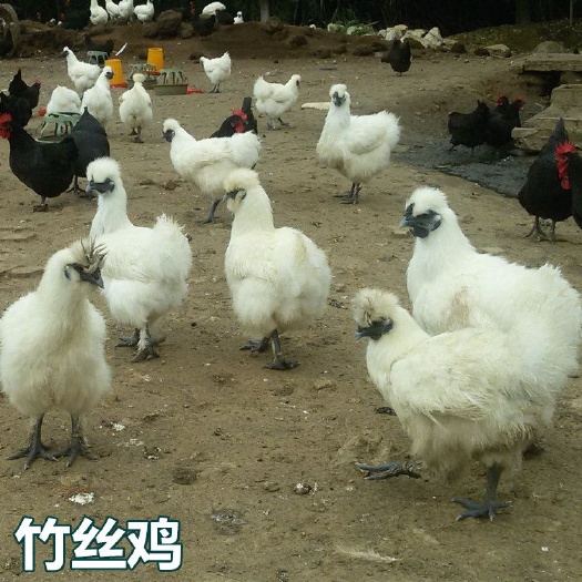 南宁 竹丝鸡苗