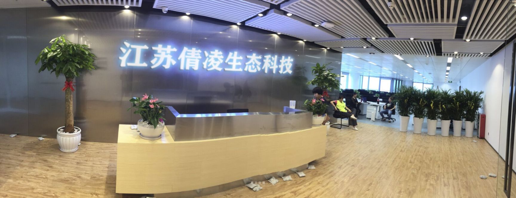 菊苣种子 菊苣种籽 牧草种子 猪羊牛兔鸡鸭鹅多年生四季高产养