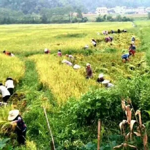 桑植县圆粒大米 鱼米花香