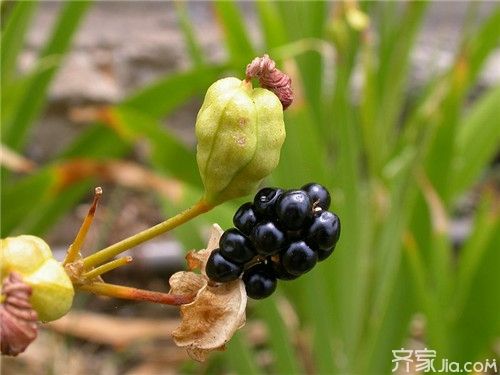 射干种子，纯新采收，纯新射干种子包发芽，免费提供种植技术