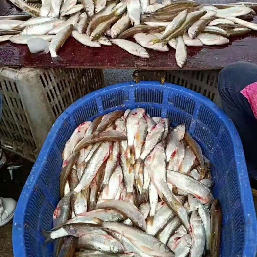 马口鱼