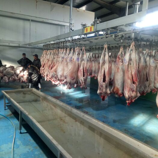 乌兰县白条羊 生肉 