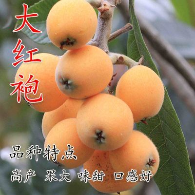 平邑县 大红袍枇杷树苗嫁接苗无核枇杷苗当年结果南方北方种植果树苗