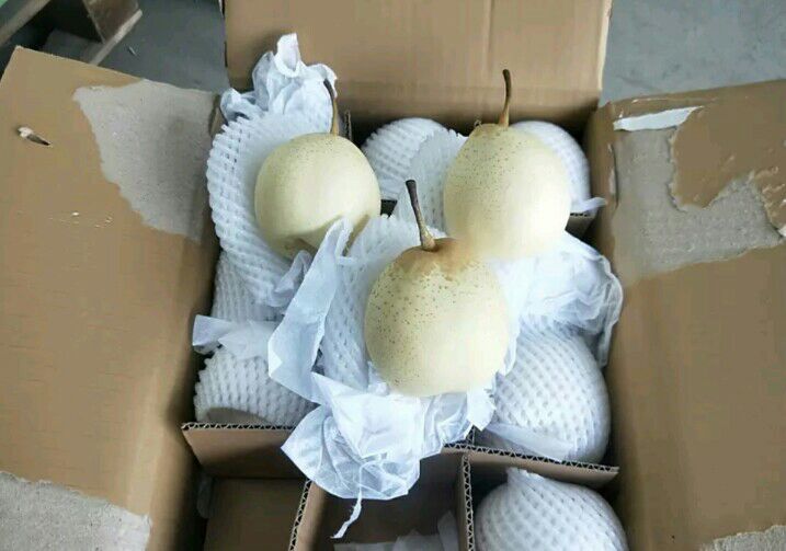 辛集市水晶梨 60mm以上 250-300g