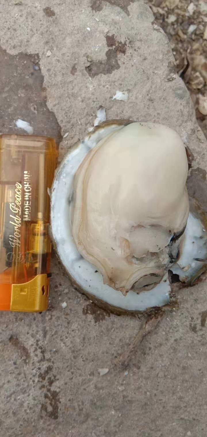  阳江生蚝