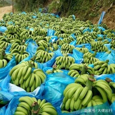 金平县河口香蕉 长期出售云南各种水果