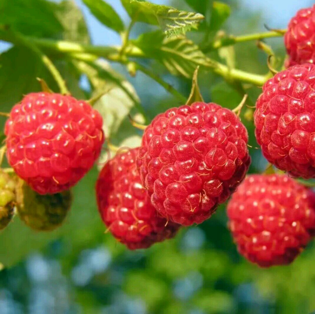 双季树莓苗 双季红树莓 品种保证 适合南北种植