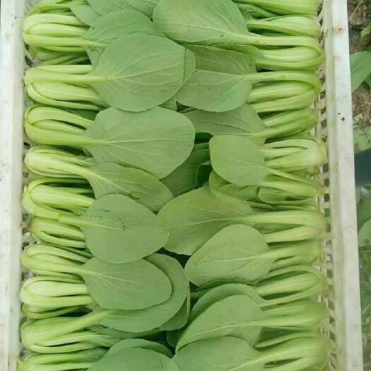 南通上海青 大棚种植基地，一手精品货源。可代办。