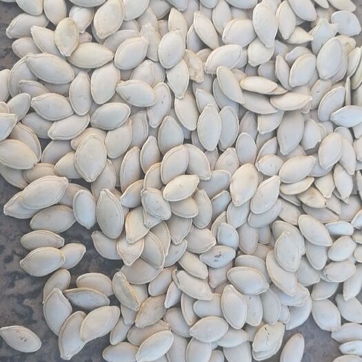 宝清县西葫芦籽 做葫芦籽精品，诚信经营