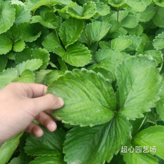 泰安 有要草莓苗的联系自家种植各种草莓苗品种多自家园艺场