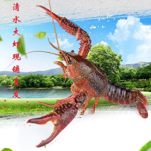 潜江市 现货供应淡水养殖鲜活小龙虾 鲜活小龙虾 清水鲜活龙虾批发