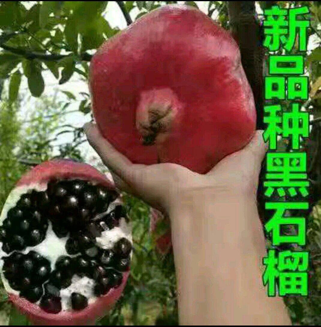 黑籽石榴树苗  软籽红皮黑石榴苗  耐寒抗旱   籽大南北均可种植