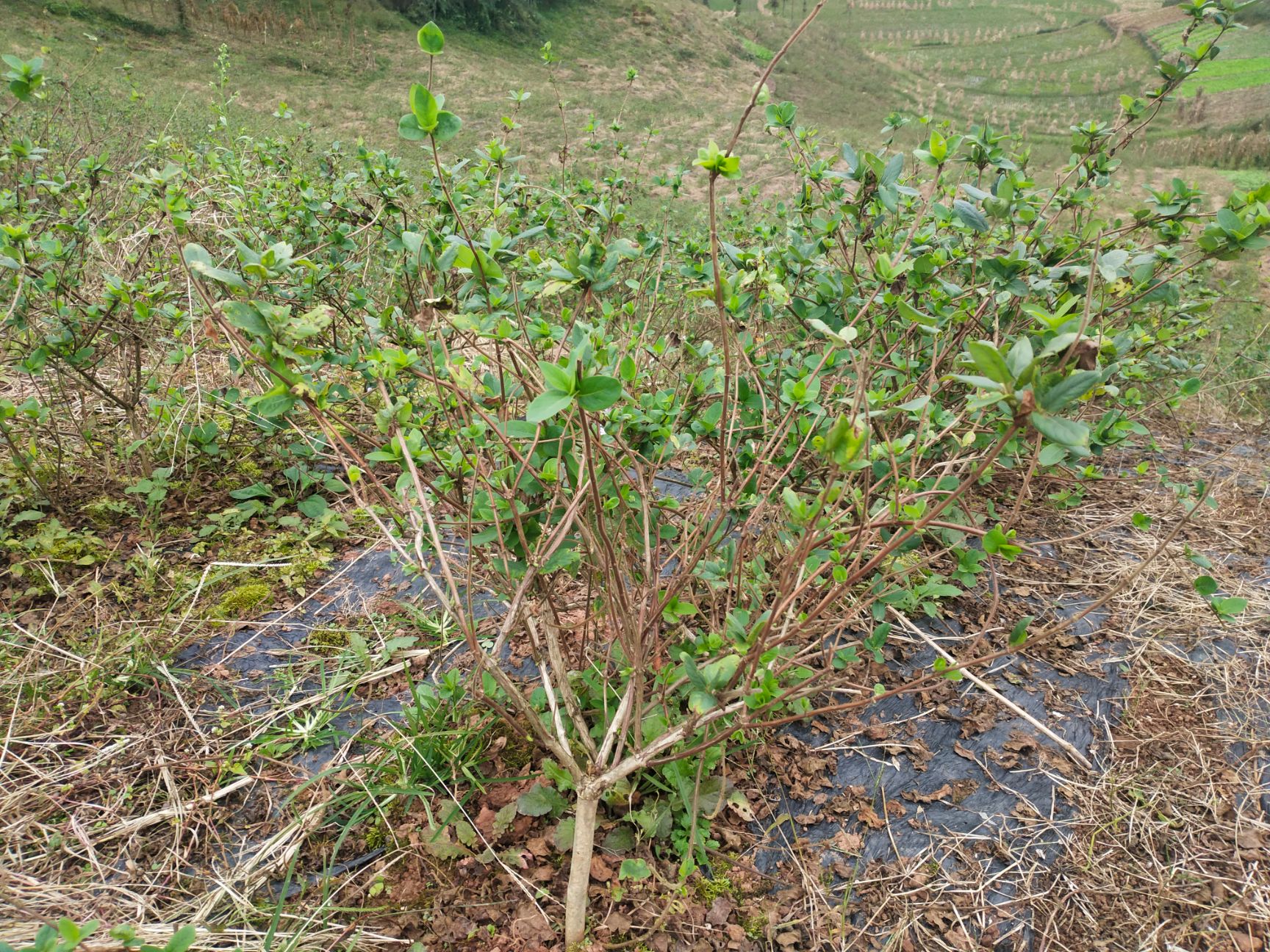  出售四季金银花苗   大苗小苗都有