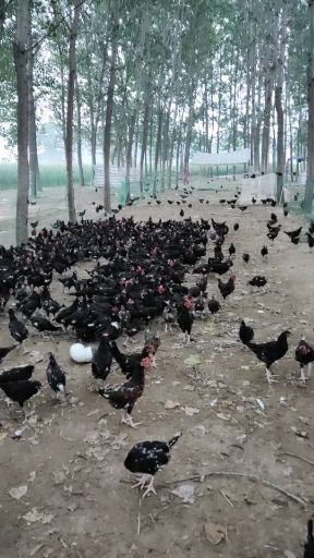 肉鸡 全散养