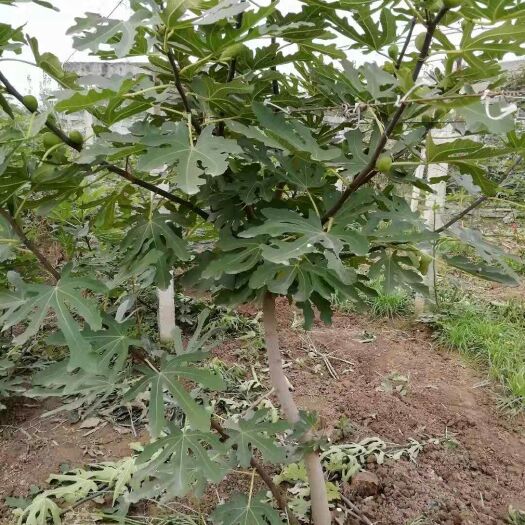 西安青皮无花果树苗 无花果苗大小苗木1000多株给村里老人发布的！老人心急换钱用