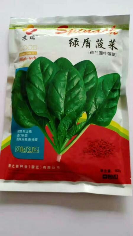 沭阳县绿盾菠菜种子荷兰圆叶菠菜杂交品种耐热耐运输叶圆厚深亮高