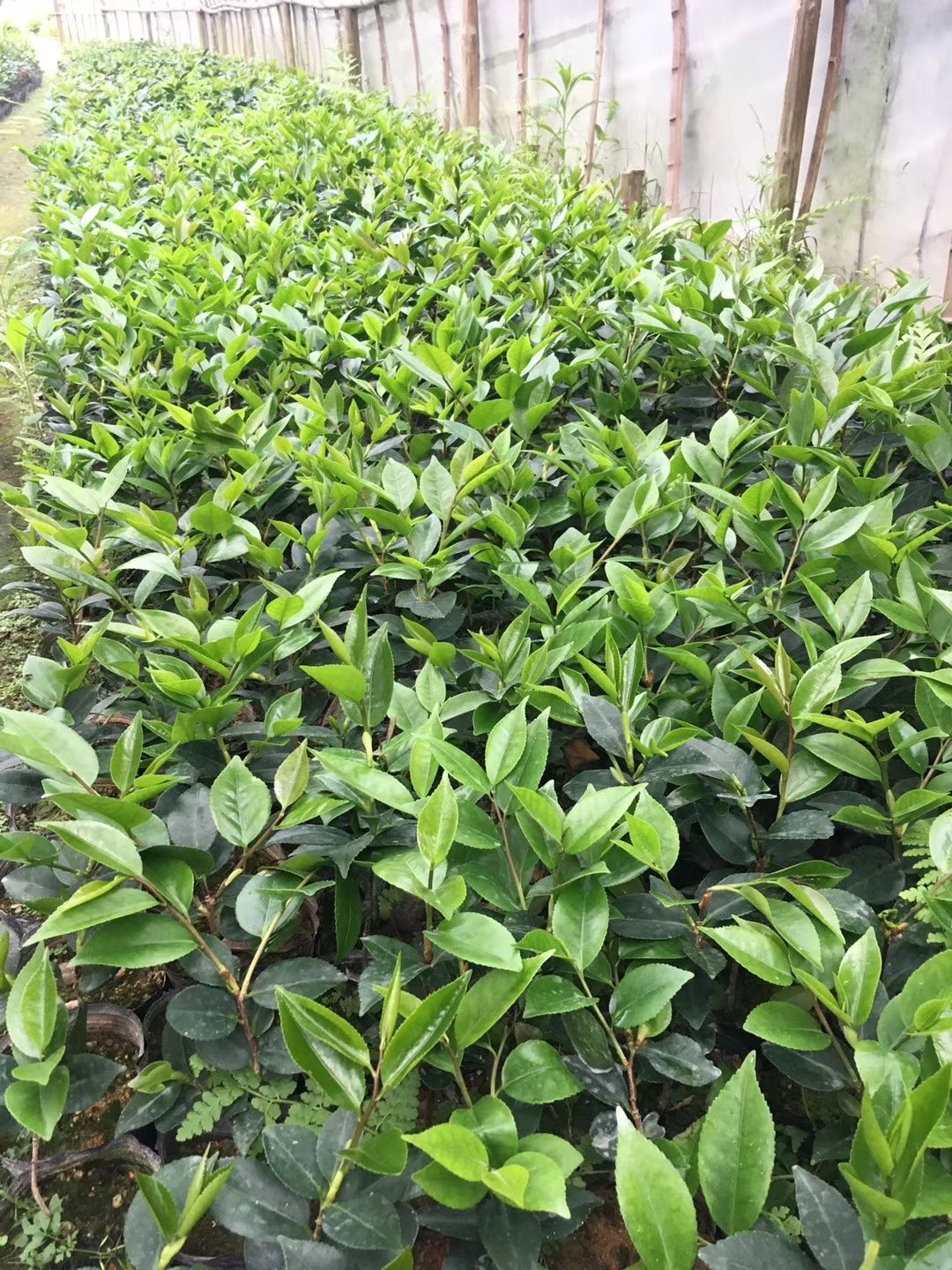 山茶花 袋装小苗，苗健壮根系发达。