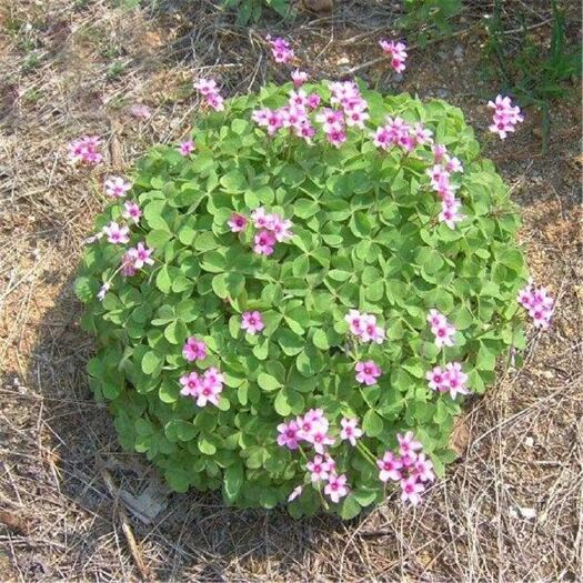 沭阳县红花三叶草种子心形草四季种植多年生三叶草籽绿化草坪绿肥种子
